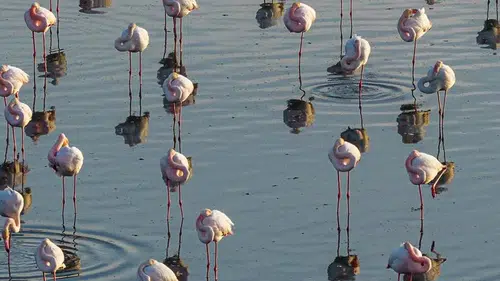 Konya pembeye büründü: Kartpostallık bahar manzarası