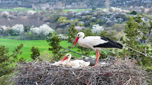 Leylekler Vadisi'nin konukları kuluçka döneminde