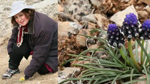 PROFESÖR DR. FULYA ÖZTAŞ HOCA LADİK’TE ENDEMİK BİTKİLERLE