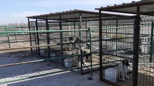 Konya barınağıyla ilgili iddialara sert yanıt!