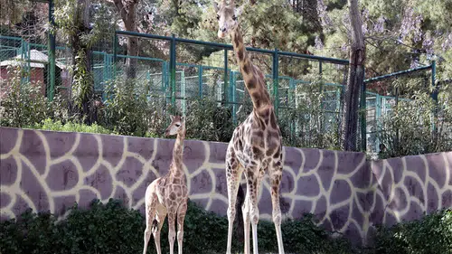 Türkiye’de doğan ilk zürafanın ismi anketle belli olacak