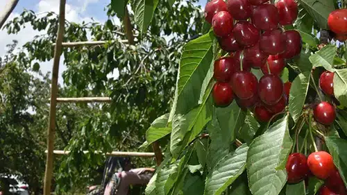Akşehir kirazı Cumhurbaşkanlığı takibinde!