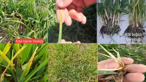 Konya tarlalarında mantar riski arttı: Ekipler harekete geçti!