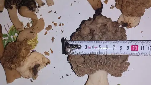 Kilosu 1.500 TL: Konya'da herkes toplamaya çıktı!