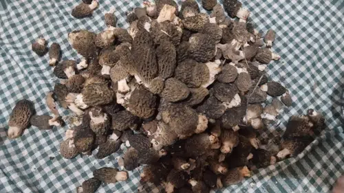 Konya'da yüksek kazançlı ürün için yarış başladı: Herkes toplamaya çıktı!