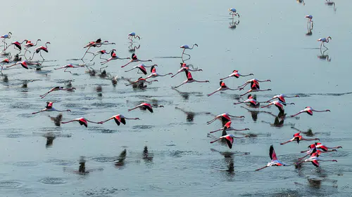 Düden Gölü’nde flamingoların görsel şöleni