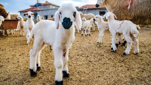 Kırsalda Bereket Küçükbaşa Destek Projesinde başvurular başladı