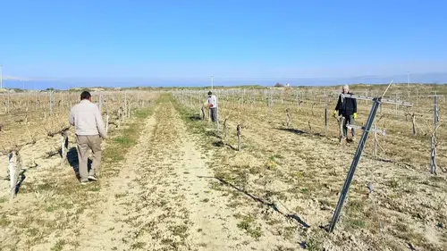 Konya'daki bağlar güvende: Ürün kalitesi artacak!