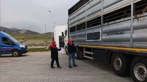 Konya'da kaçak hayvan sevkinde sıkı denetim!