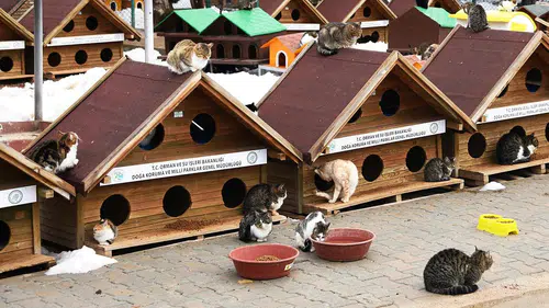 Konya'da kedi yavrularının bakımı barınakta yapılacak