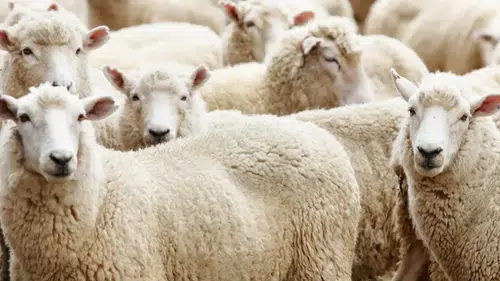 Kurban ibadetiyle ilgili doğru bilinen yanlışlar