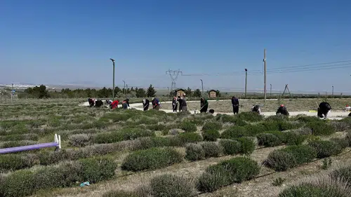 Konya'nın mor cenneti turizm sezonuna hazırlanıyor: Fotoğraf tutkunlarının adresi olacak!