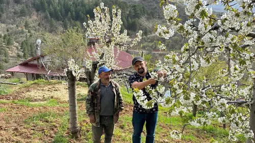 Konya'nın kiraz bahçelerine yakın takip!