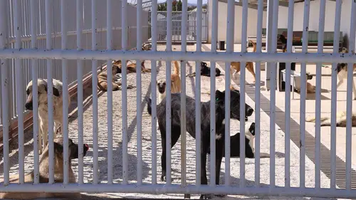 Konya'da bir kişiyi ısıran köpeğin sahibine 108 bin lira ceza