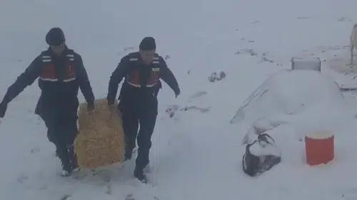 Konya'da Jandarmadan yaylada mahsur kalan hayvanlara yardım