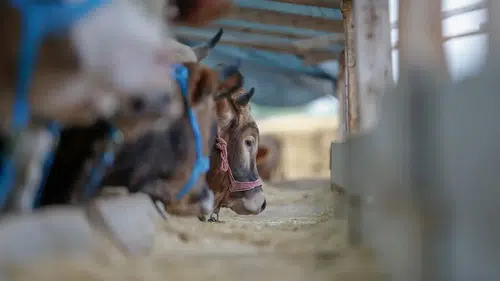 Kasaplardan kurbanlık seçimi ve etin korunmasına yönelik uyarı