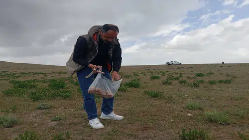 Dolaman mantarı sezonu başladı