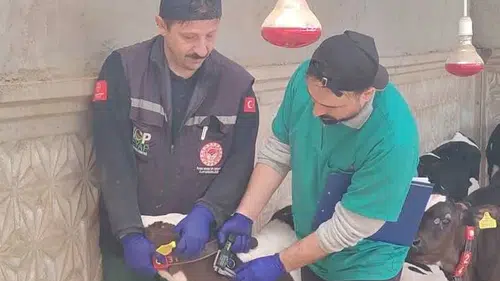 Konya'da şap mücadelesi başladı!