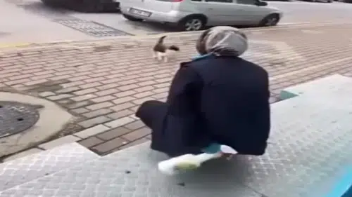 Kedinin yüzüne sprey sıkan kişi gözaltına alındı