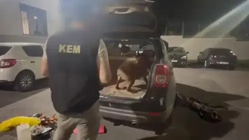 Uyuşturucu satıcılarına operasyon! 13 şüpheli yakalandı, 6’sı tutuklandı