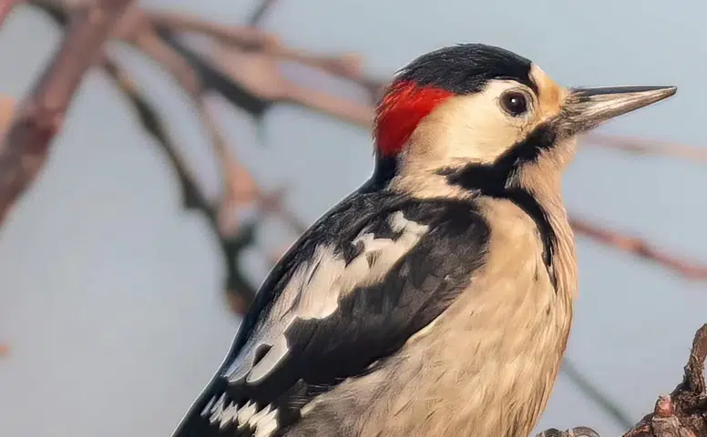 Nadir tür Alaca Ağaçkakan Konya'da görüntülendi!