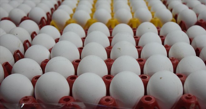 Yumurta üreticileri ihracata başlamaya hazır