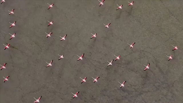 Yarışlı Gölü'ndeki flamingolar drone ile görüntülendi