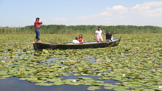 Doğaseverlerin Beyşehir Gölü'ndeki nilüferlere ilgisi, tekne gezilerini artırdı