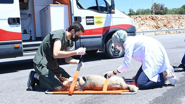 Yaralı sokak hayvanları "Canbulan" ile hayat buluyor