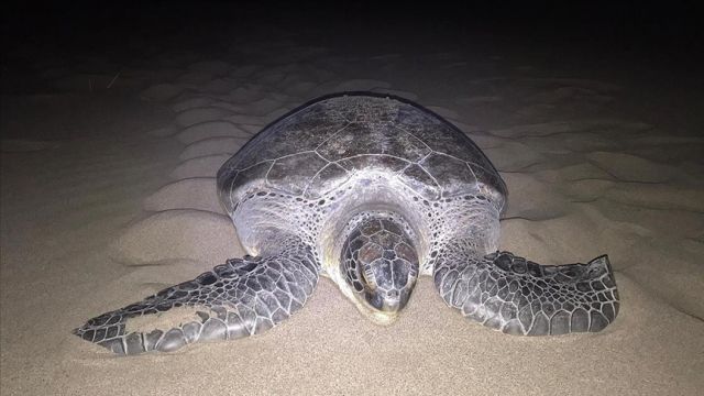 Yeşil deniz kaplumbağası Patara Plajı'na 9 yıl sonra yuva yaptı