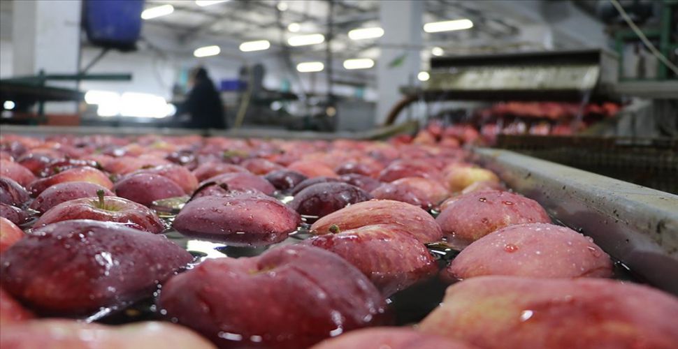 80 ülkeye 180 milyon dolarlık elma ihracatı