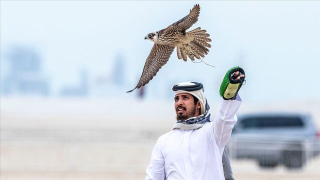 Katar'da Şahin Festivali