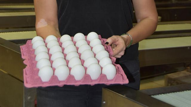 Bakanlıktan yumurta fiyatında artış şikayetlerine inceleme