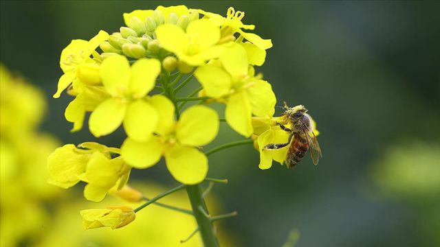 Bitkisel besinlerin dörtte üçü, polen taşıyan canlılar sayesinde elde ediliyor