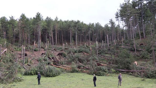 Milyonlarca ağaç kesilmekten kurtuldu