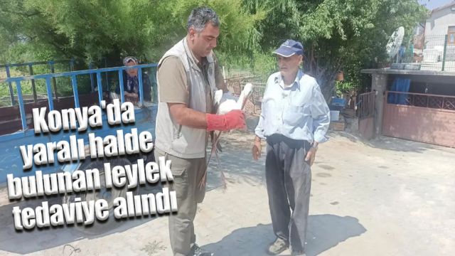 Konya'nın Beyşehir ilçesinde yaralı halde bulunan leylek tedavi altına alındı