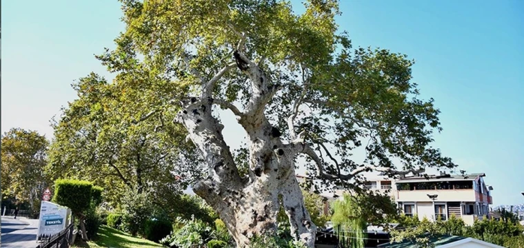 Tarihi çınar ağacı 860 yıldır ayakta duruyor