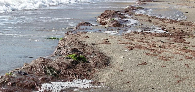 Lodos nedeniyle sahilde kırmızı yosun birikti