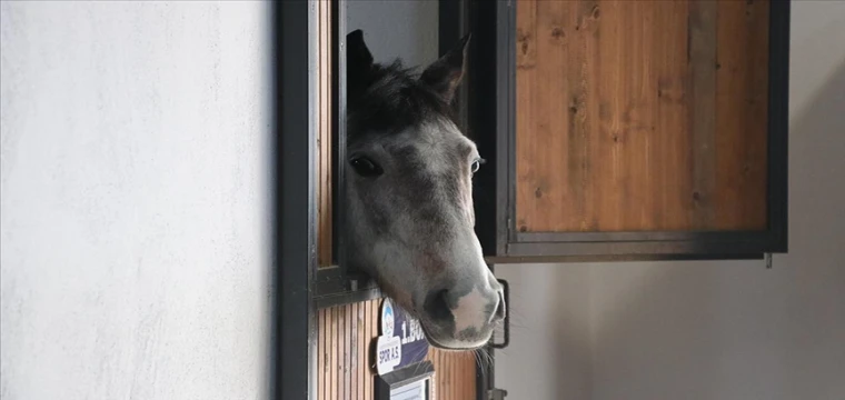 Atlara "beş yıldızlı" otel hizmet