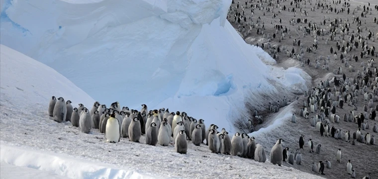 Güney Kutbu'nda imparator penguen kolonisi keşfedildi