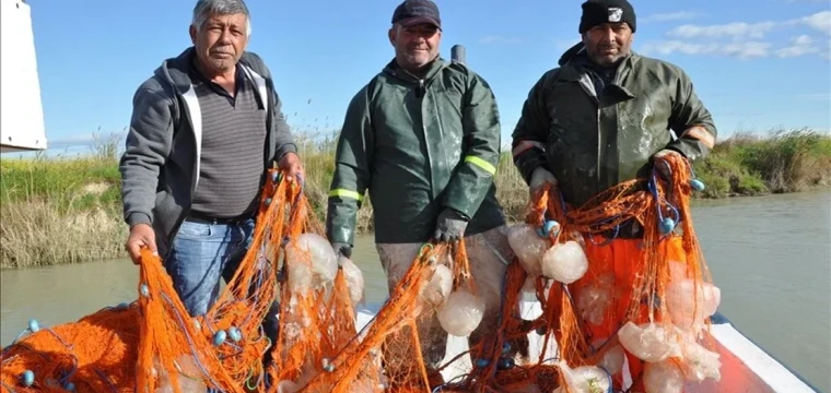 Avlanan balıkçıların ağları ölü göçmen denizanalarıyla doldu