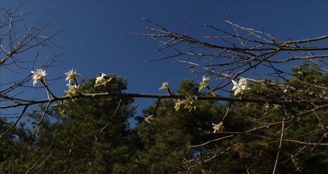 Kastamonu'da meyve ağaçları kış ayında çiçek açtı