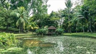 Kuala Lumpur'un kalbindeki yaşam parkı: Perdana Botanik Bahçeleri