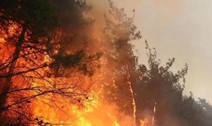İran’da 80 hektar ormanlık alan yandı