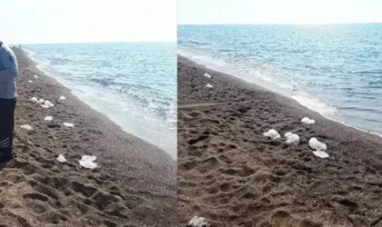 Antalya'da yüzlerce denizanası kıyıya vurdu