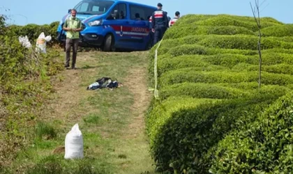Rize'de çay bahçesinde erkek ceseti bulundu