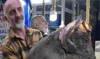 Sinop'ta 12 kg kalkan balığı 14.500 TL'ye satıldı