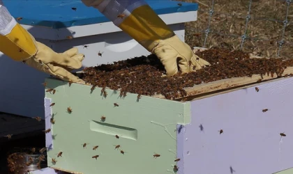 Arıcılardan üreticilere "kovan başına üretimi artırma" çağrısı
