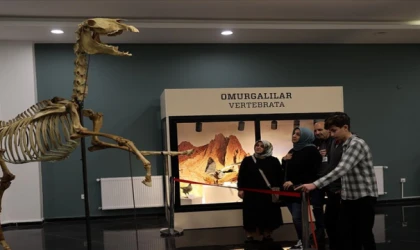 "Sivas Müzesi: 3 Bin Doğa Harikasıyla Tabiat Tarihine Büyüleyici Bir Yolculuk"