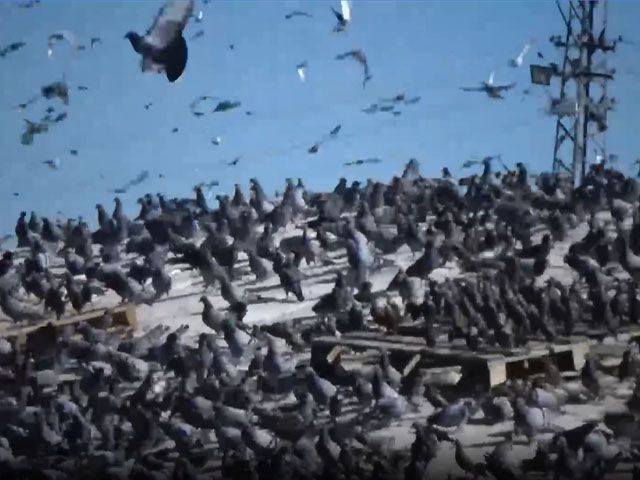 Kuşlar, beslenebilmek için hububat yığınlarının bulunduğu tarlalara akın ediyor